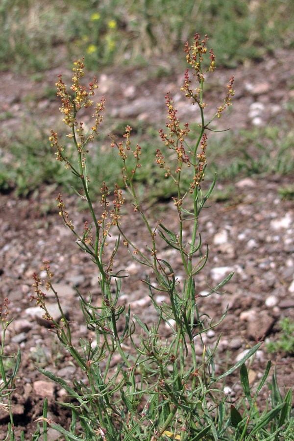 Image of Rumex acetosella specimen.