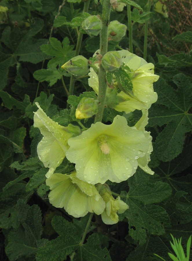 Image of Alcea rugosa specimen.