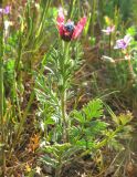 Papaver hybridum