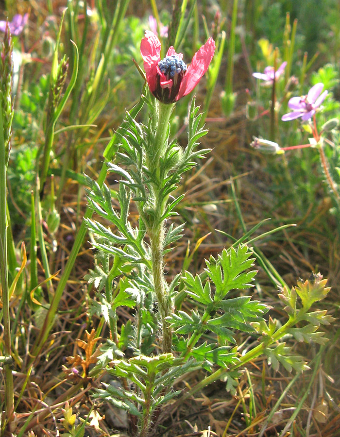 Изображение особи Papaver hybridum.