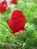 Paeonia tenuifolia