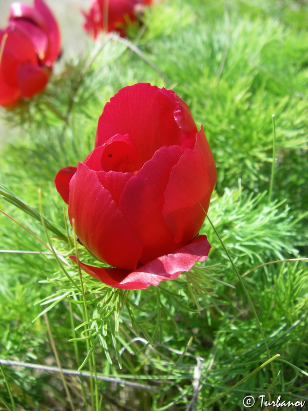 Изображение особи Paeonia tenuifolia.