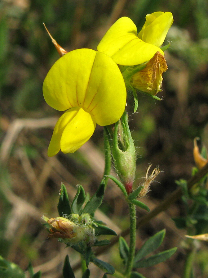 Image of genus Lotus specimen.