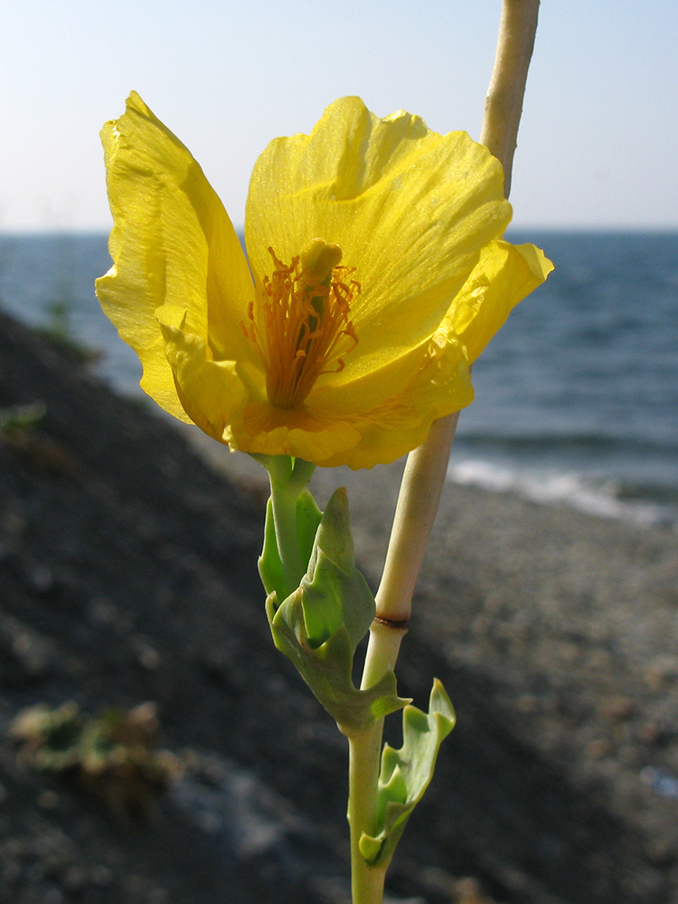 Изображение особи Glaucium flavum.