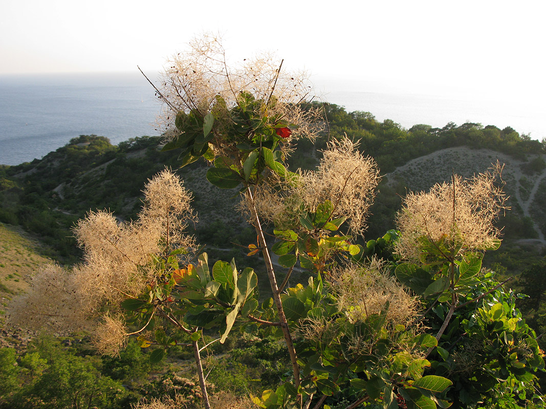 Изображение особи Cotinus coggygria.