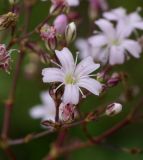 Gypsophila pacifica. Цветки. Приморский край, г. Находка, сопка Лебединая, на каменистом склоне. 24.08.2013.