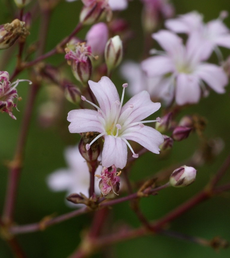 Image of Gypsophila pacifica specimen.