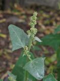 Atriplex micrantha