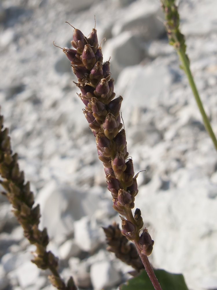 Image of Plantago uliginosa specimen.