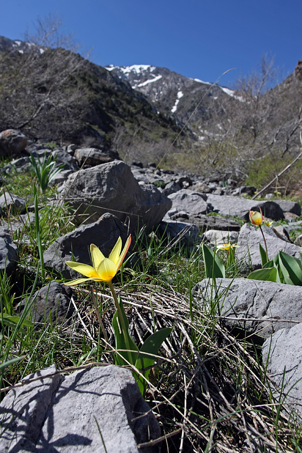 Изображение особи Tulipa berkariensis.