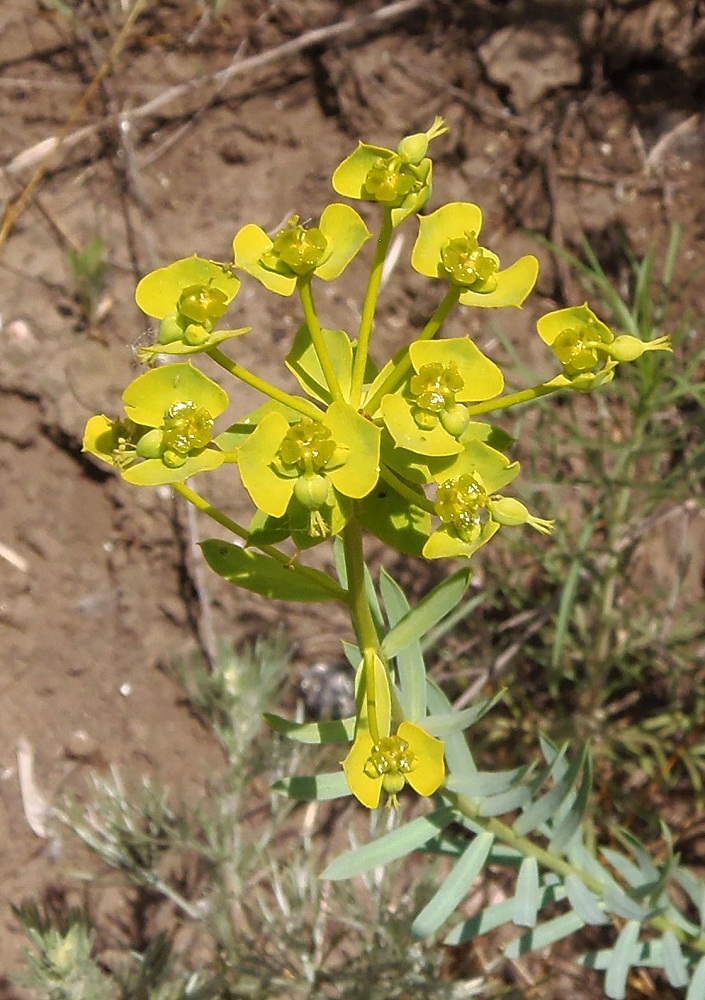 Изображение особи Euphorbia seguieriana.