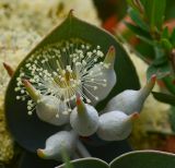 Eucalyptus cinerea