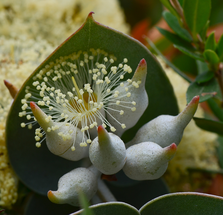 Изображение особи Eucalyptus cinerea.