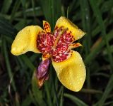 Tigridia pavonia. Цветок в утренней росе. Московская обл., Раменский р-н, окр. дер. Хрипань, садовый участок. 15.08.2013.