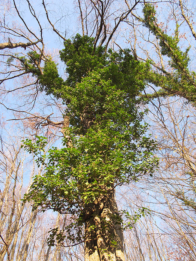 Image of Hedera helix specimen.