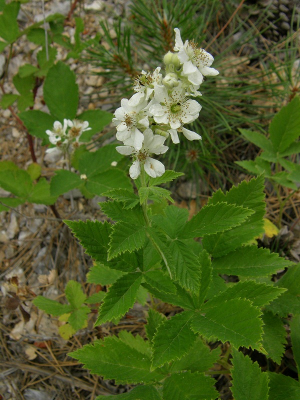 Изображение особи Rubus scenoreinus.