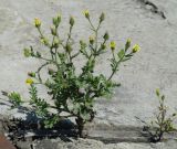 Senecio viscosus