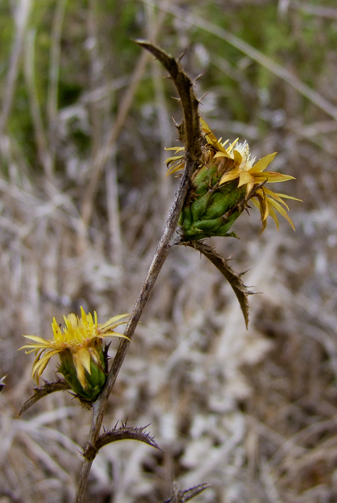 Image of Carlina curetum specimen.