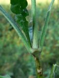 Silene nutans. Средняя часть побега. Свердловская обл., окр. г. Североуральск, поляна, заросшая травой, в районе скал Грюнвальдта. 15.08.2013.