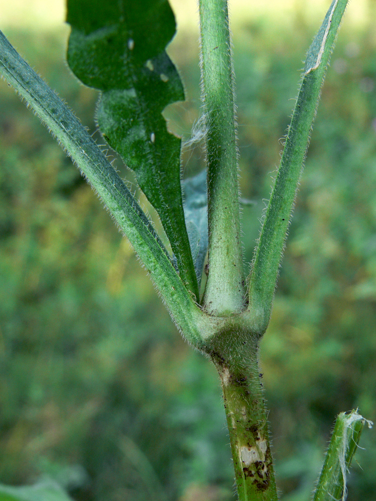 Image of Silene nutans specimen.