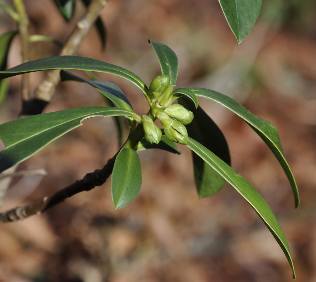 Image of Daphne laureola specimen.