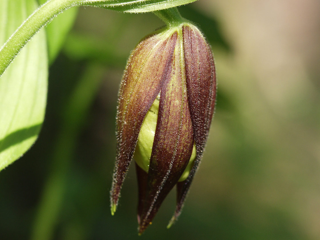 Изображение особи Cypripedium calceolus.