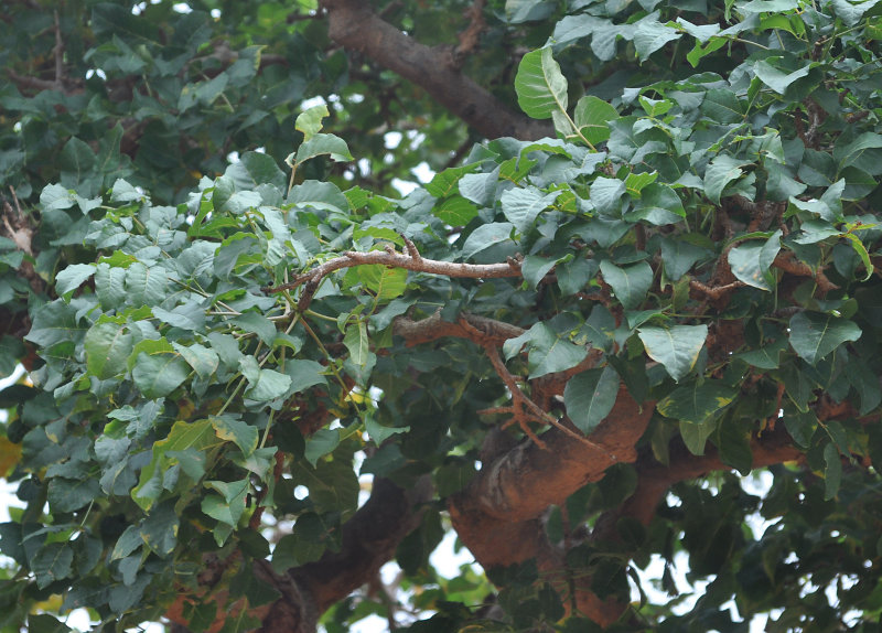 Изображение особи Commiphora ornifolia.