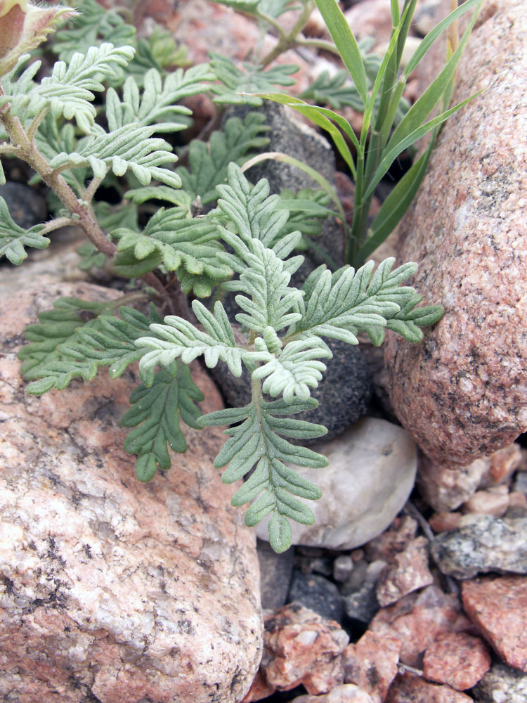 Изображение особи Scutellaria przewalskii.