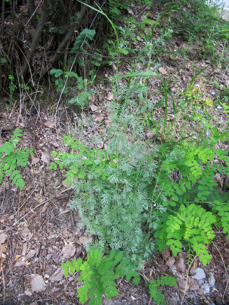 Image of Artemisia frigida specimen.