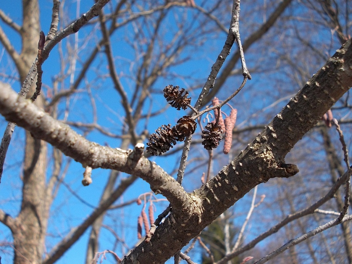 Изображение особи Alnus incana.