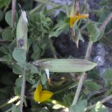 Lotus edulis