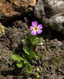 Primula olgae