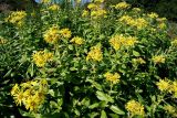 Senecio pseudoarnica