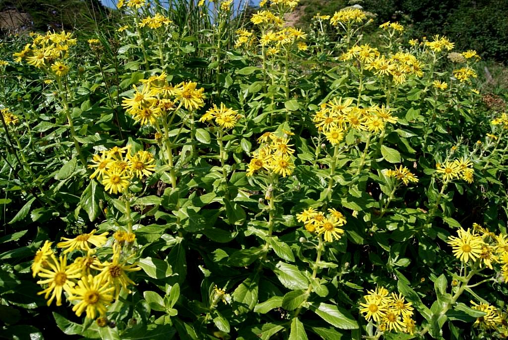Image of Senecio pseudoarnica specimen.