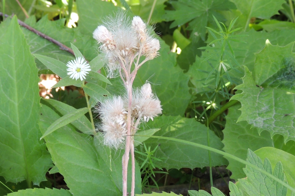 Image of Antennaria dioica specimen.
