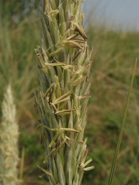 Изображение особи Ammophila arenaria.