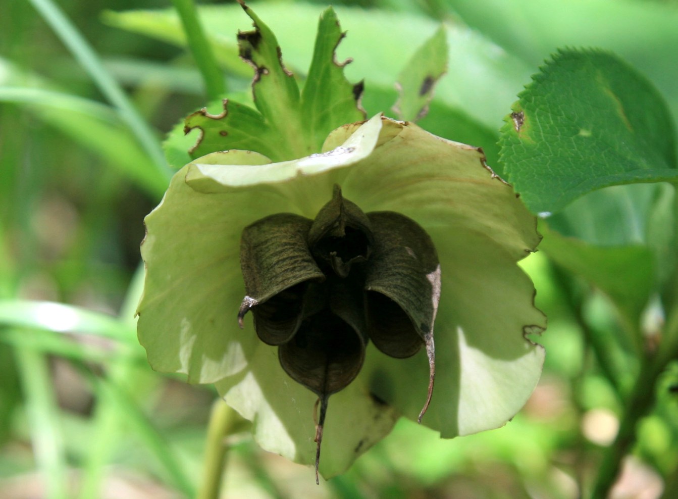 Image of Helleborus caucasicus specimen.