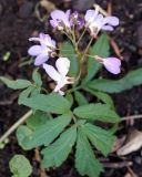 Cardamine quinquefolia. Соцветие и лист. Краснодарский край, окрестности Большой Азишской пещеры. 28.04.2013.