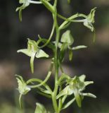 Platanthera chlorantha. Часть соцветия. Греция, Халкидики. 13.05.2014.