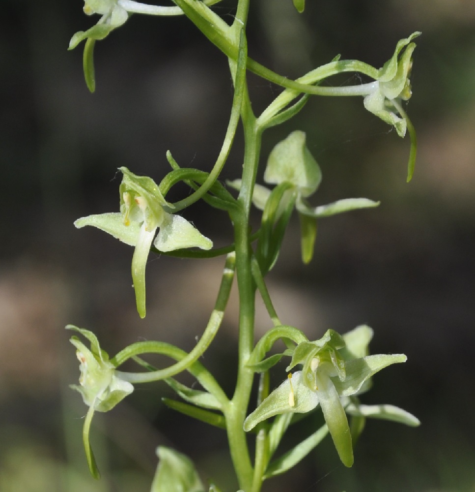 Изображение особи Platanthera chlorantha.