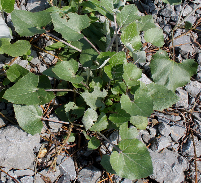 Изображение особи Petasites paradoxus.