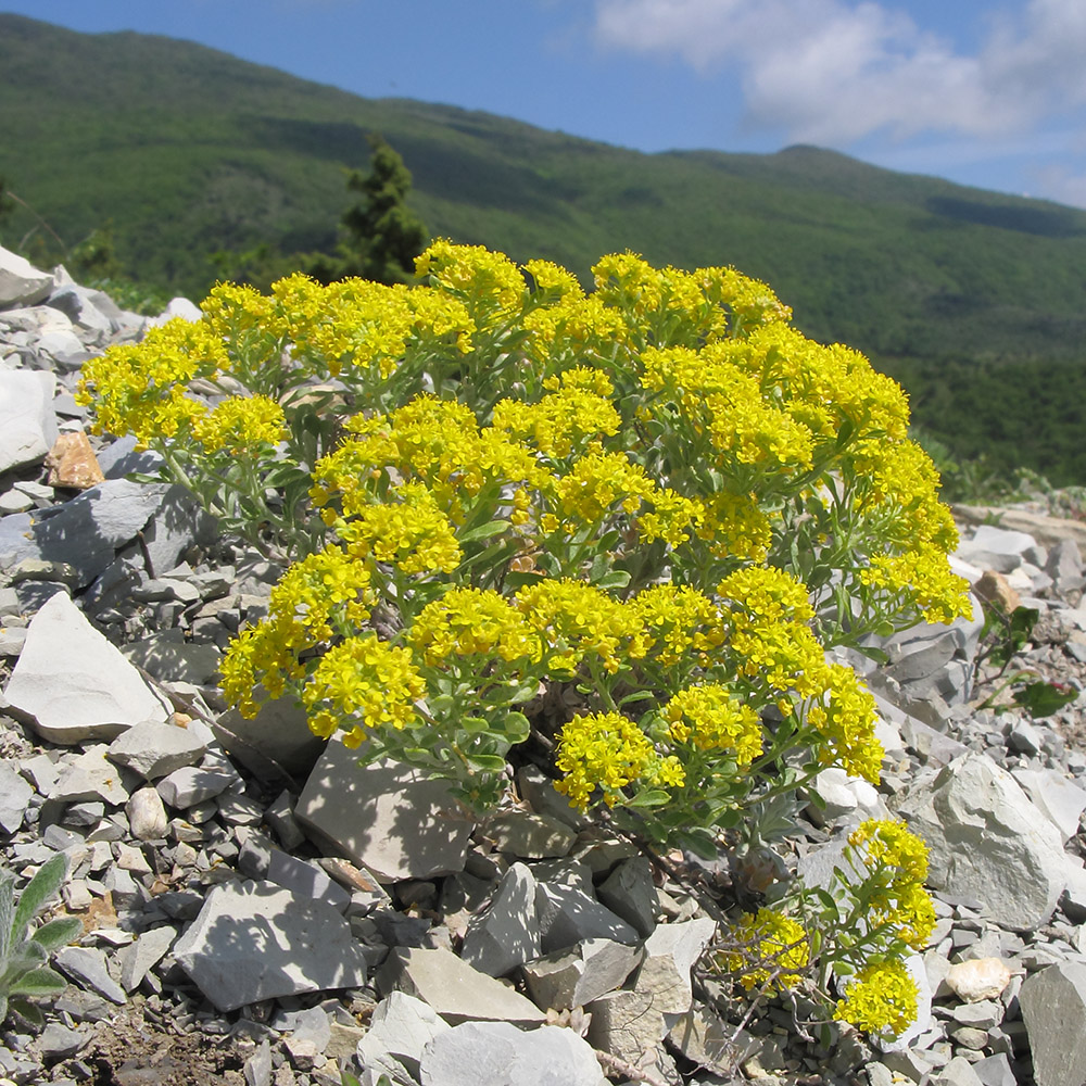 Image of Odontarrhena tortuosa specimen.