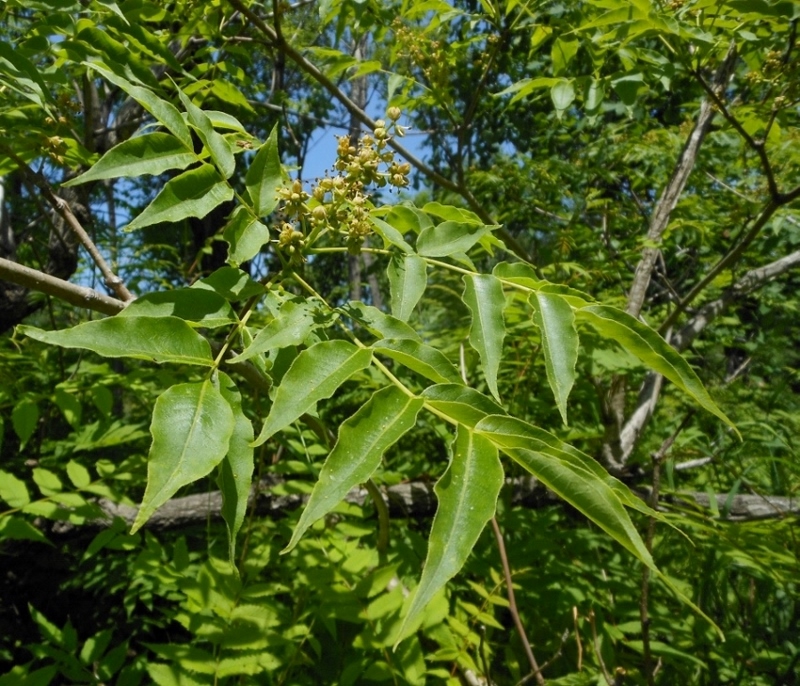 Изображение особи Phellodendron amurense.