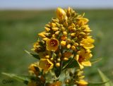 Lysimachia vulgaris