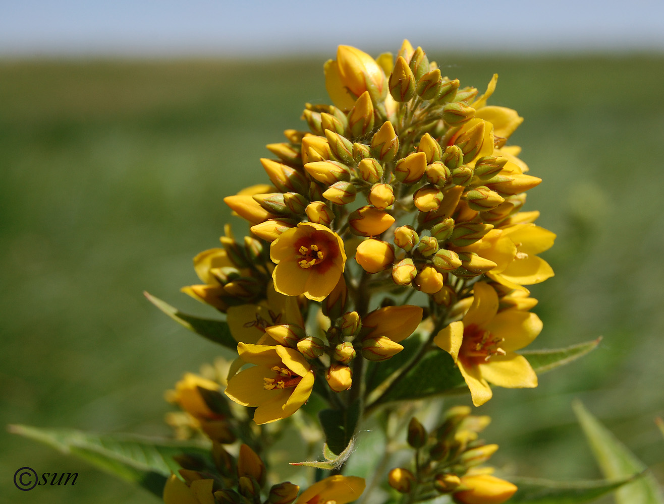 Изображение особи Lysimachia vulgaris.