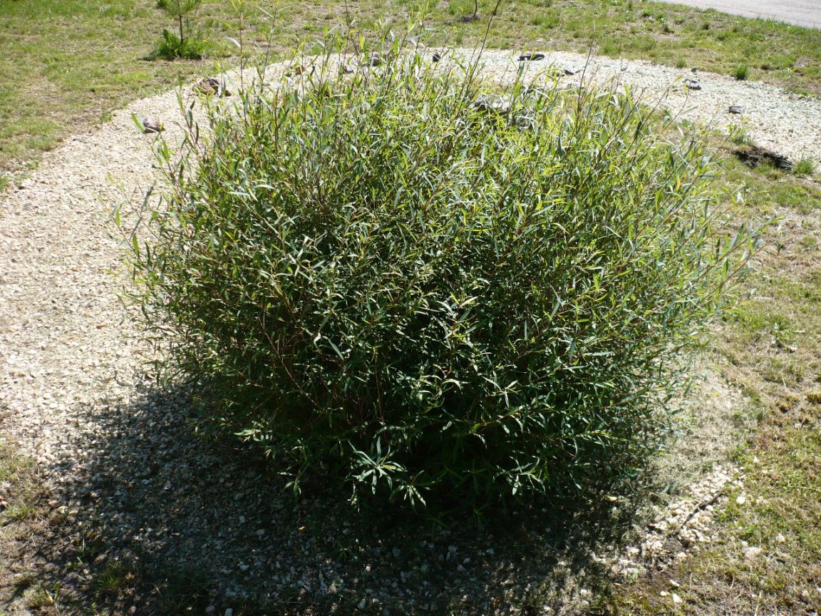 Изображение особи Salix purpurea.