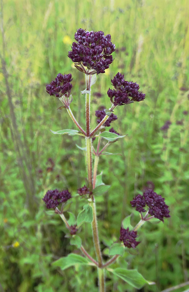 Image of Origanum vulgare specimen.