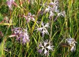 Dianthus superbus