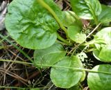 Pyrola minor
