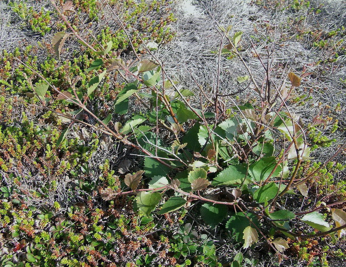 Image of genus Betula specimen.